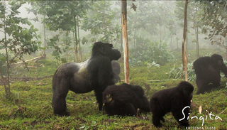 Kwitonda  Gorilla Kwitonda  Gorilla