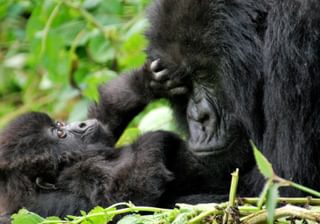 Kwitonda Gorillas Kwitonda Gorillas
