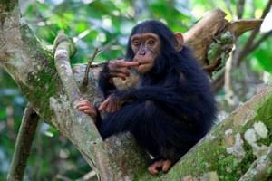 Kyambura Gorge Lodge Chimp