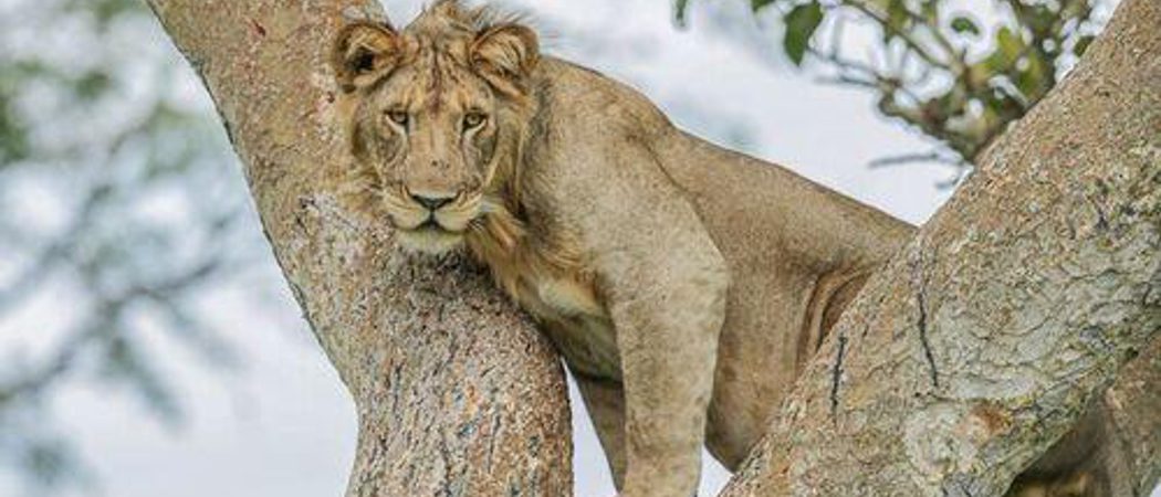 Kyambura Gorge Lodge Qenp Wild Lion