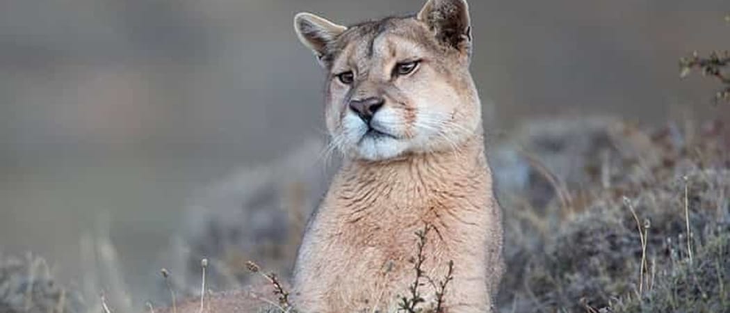 La Posta de los Toldos Puma