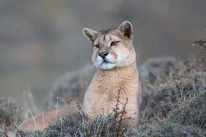 La Posta de los Toldos Puma La Posta de los Toldos Puma