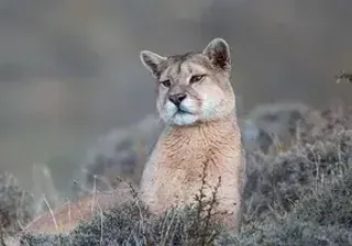 La Posta de los Toldos Puma La Posta de los Toldos Puma
