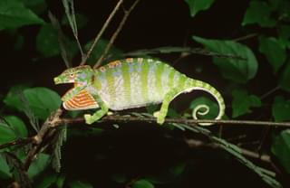 Labords Chameleon Female Kirindy