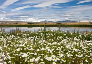 Laguna Nimez El Calafate Argentina Laguna Nimez El Calafate Argentina