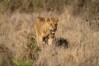 Laikipia Lion Laikipia Lion