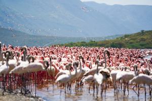 Lake Bagoria Kenya