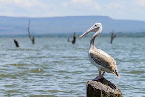 Lake Naivasha