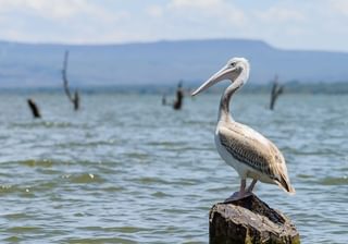 Lake Naivasha Lake Naivasha