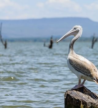 Lake Naivasha Lake Naivasha