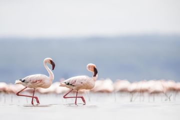 Lake Nakuru National Park Lake Nakuru National Park