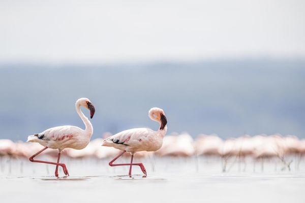 Lake Nakuru National Park Lake Nakuru National Park