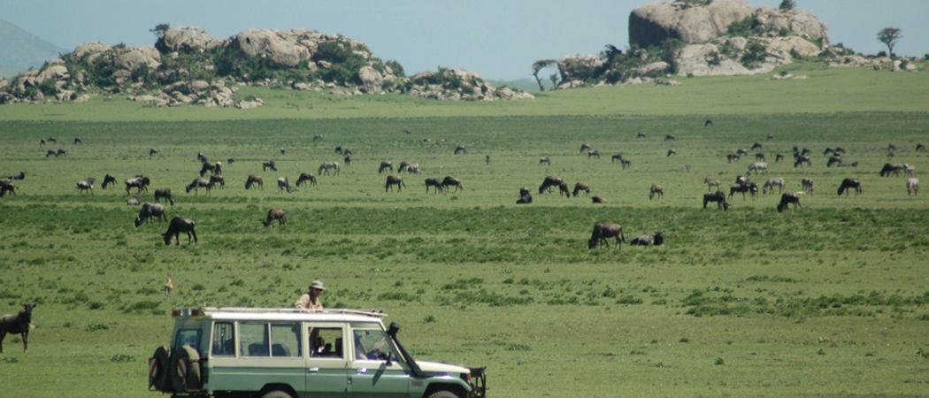 Lamai  Serengeti  Camp  Game  Drive