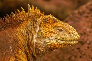 Land Iguana Galapagos Ecuador Unsplash min