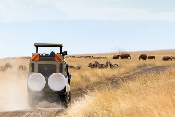 Land Rover driving safari Serengeti Africa Canva jpg Land Rover driving safari Serengeti Africa Canva jpg