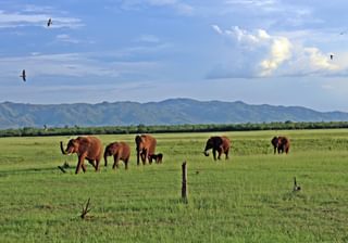 Landbased Game Viewing Mv Matusadona