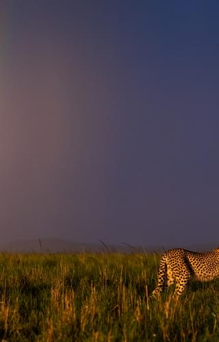 Laura Dyer Cheetah Masai Mara Mara North Kenya