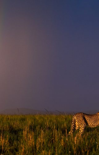Laura Dyer Cheetah Masai Mara Mara North Kenya Laura Dyer Cheetah Masai Mara Mara North Kenya