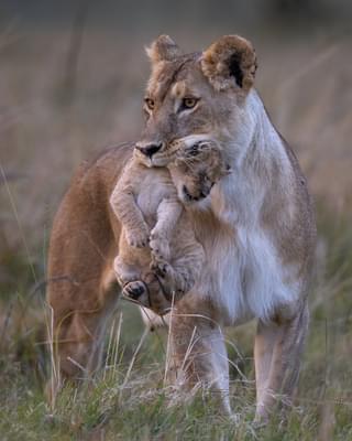 Laura Dyer Lioness Kenya Masai Mara