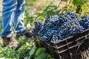 Laura Hartwig Vine Yard Chile