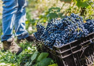 Laura Hartwig Vine Yard Chile Laura Hartwig Vine Yard Chile