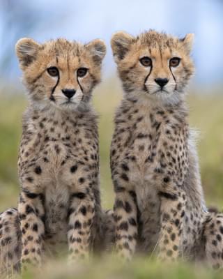Laura Dyer Cheetahs