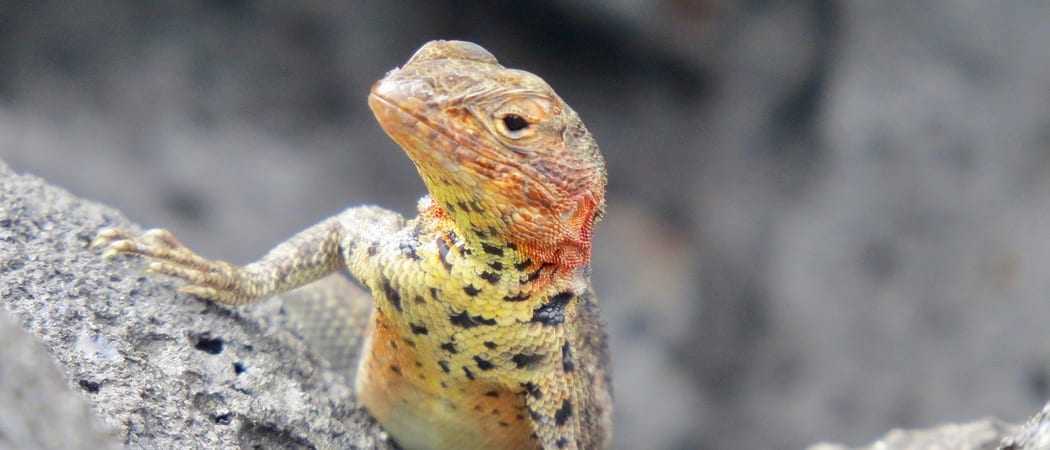 Lava lizard galapagos