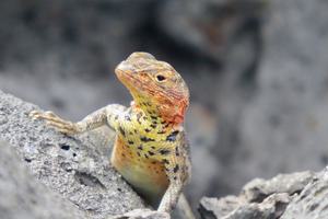 Lava lizard galapagos