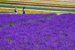 Lavender field Furano Hokkaido Japan min