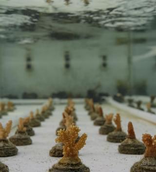 Le Meridien Fishermans Cove Coral Regeneration