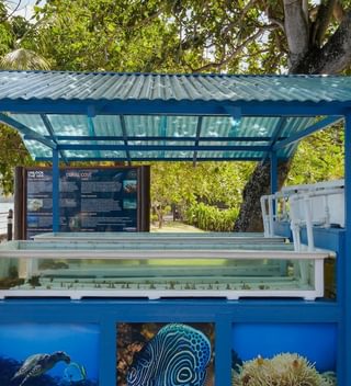 Le Meridien Fishermans Cove Coral Regeneration Le Meridien Fishermans Cove Coral Regeneration
