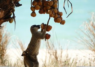 Lemur Eating Lemur Eating