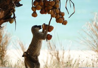 Lemur Eating