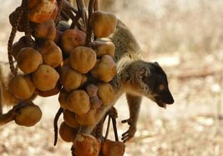 Lemur Fruit