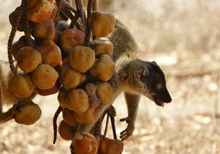 Lemur Fruit Lemur Fruit