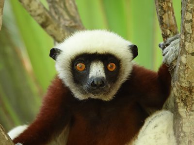 Lemur Stare