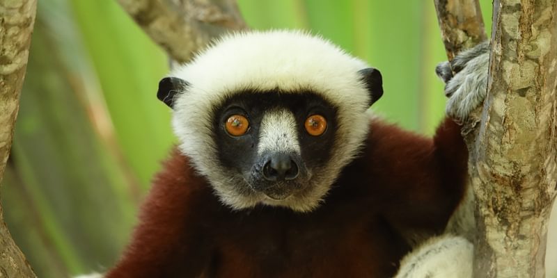 Lemur Stare Lemur Stare
