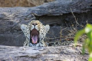 Leopard In The Khwai Concession
