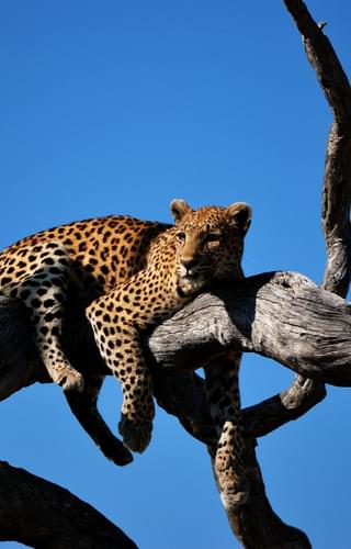 Leopard In The Moremi Game Reserve