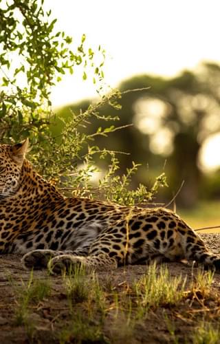 Leopard In The Okavango Delta