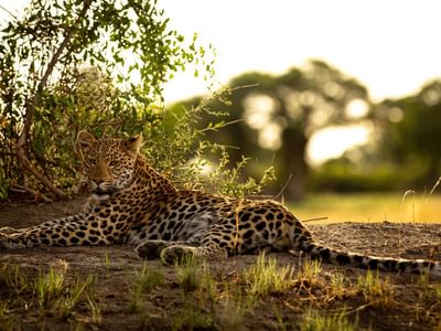Leopard In The Okavango Delta Leopard In The Okavango Delta