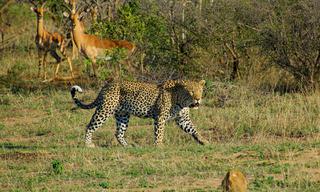Leopard Kruger National Park South Africa