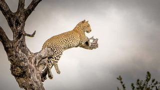 Leopard  Kruger