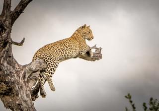 Leopard  Kruger