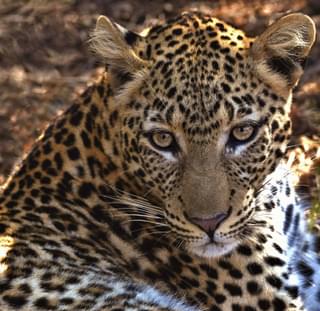 Leopard Lower Zambezi Zambia Unsplash min