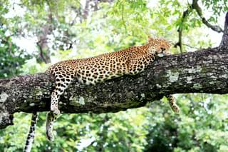 Leopard Luangwa