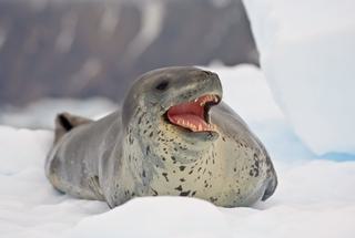 Leopard Seal in Antarctica teeth