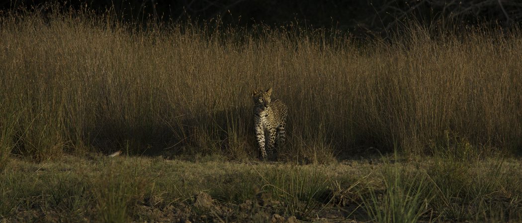 Leopard  Trails  Wilpattu  Leopard  Spotting