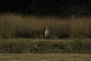 Leopard Trails Wilpattu Leopard Spotting Leopard Trails Wilpattu Leopard Spotting