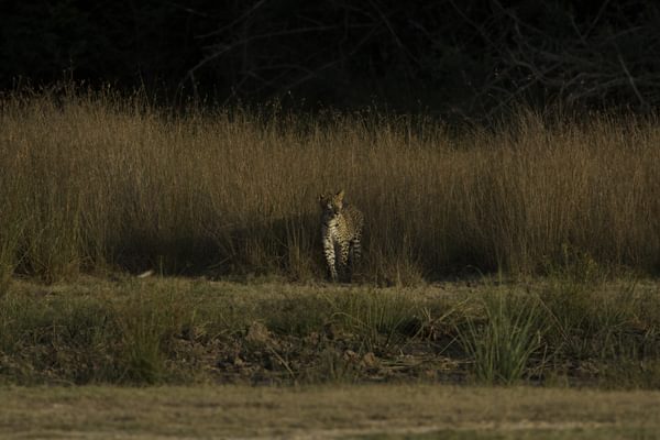 Leopard Trails Wilpattu Leopard Spotting Leopard Trails Wilpattu Leopard Spotting